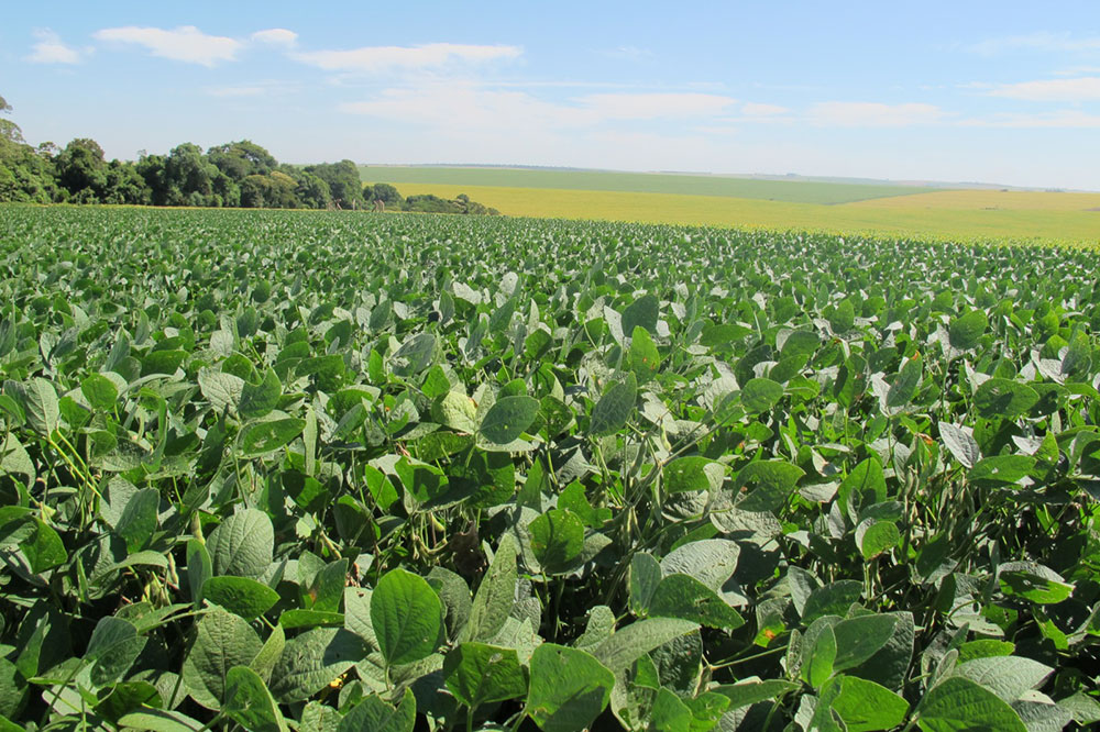 Crédito: Aprosoja Brasil
